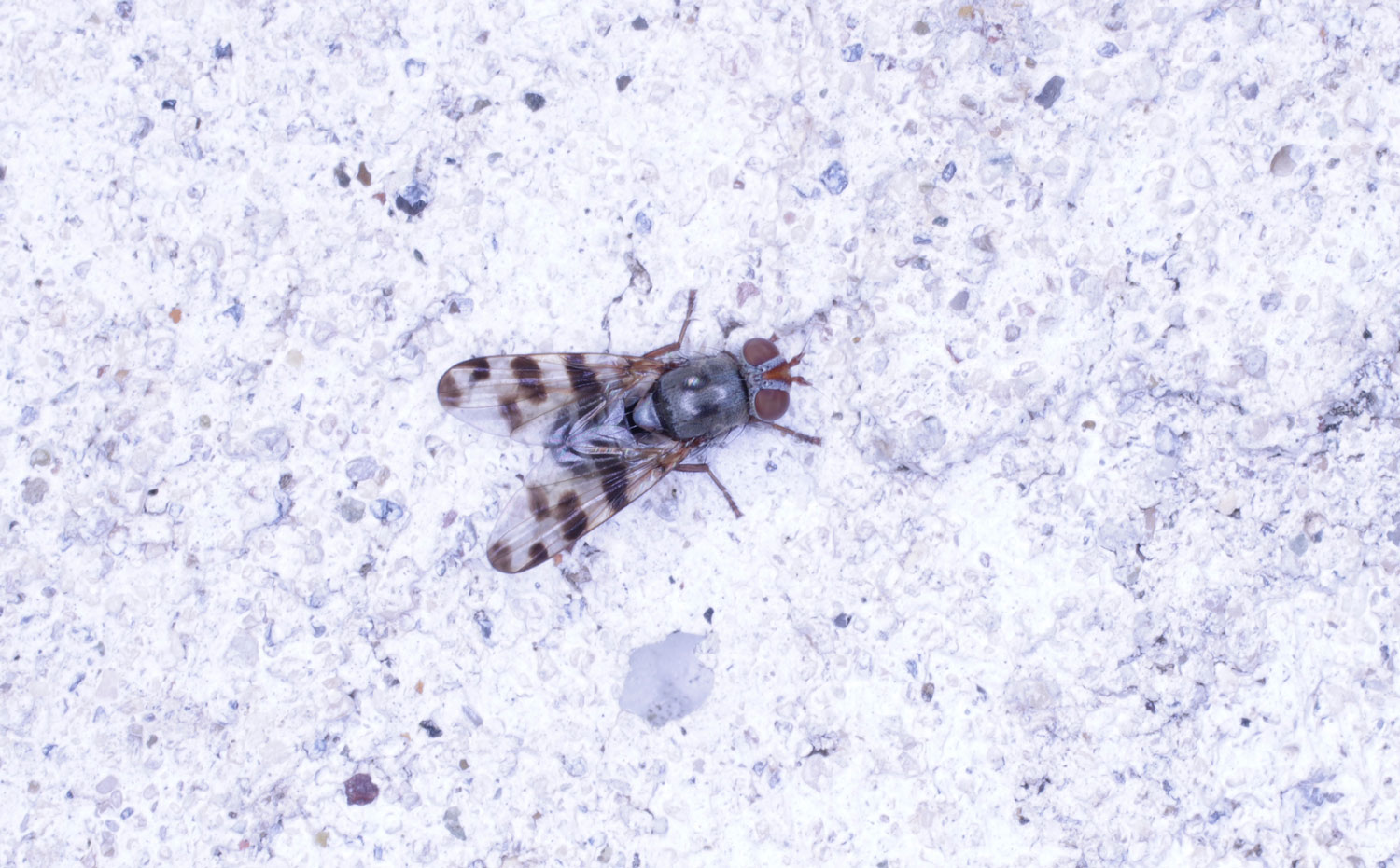 Ulidiidae: Ceroxys sp.